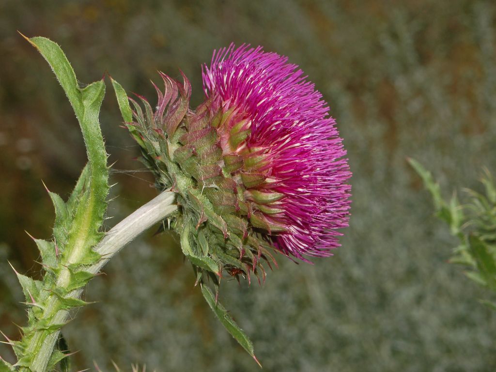 Carduus nutans